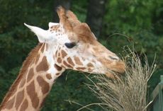 Giraffe-082.jpg